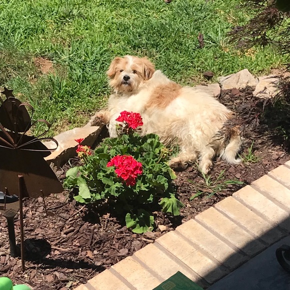 Meet your Posher, Misty - Picture 1 of 1